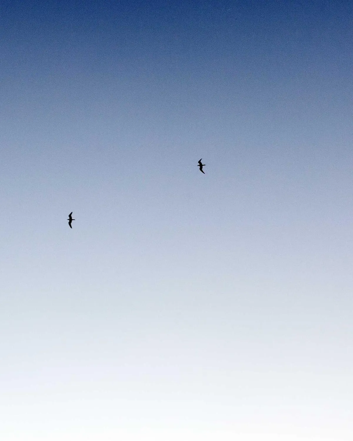 Senior — image 2